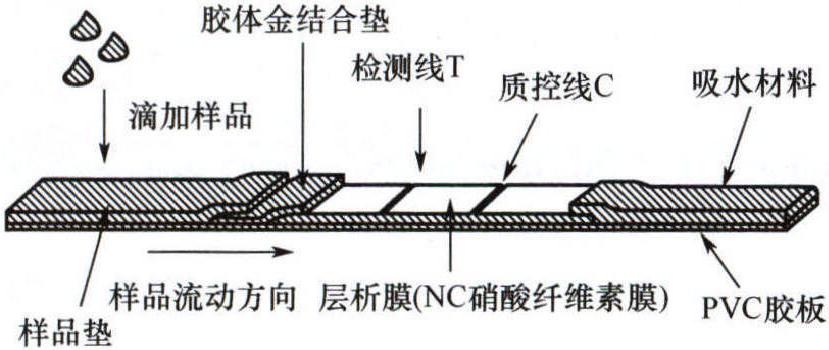 三、真菌性食物中毒、预防及毒素的检测技术